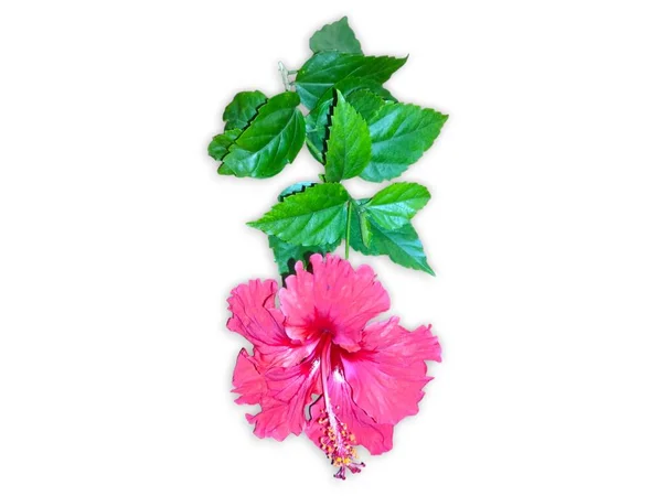 Hibiscus çiçek seti koleksiyonu beyaz arka planda izole edildi. Makro fotografi cihazını kapatın. Üst görünüm Hibiscus çiçek seti koleksiyonu beyaz arkaplanda izole edildi. Makro fotografi cihazını kapatın. Üst görünüm