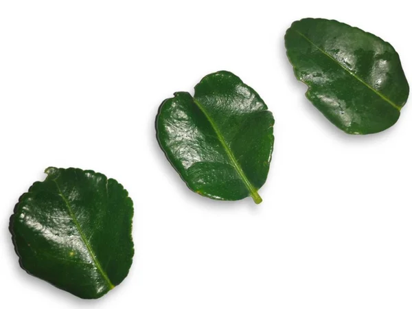 Φύλλα Λεμονιού Απομονωμένα Λευκό Φόντο Εικόνα Αρχείου