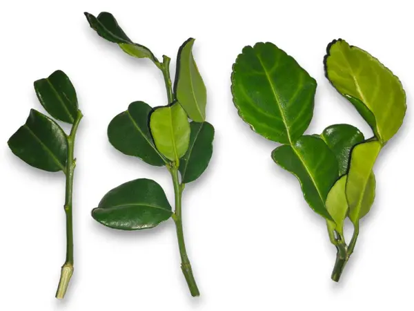 beyaz arkaplanda yeşil yapraklar izole