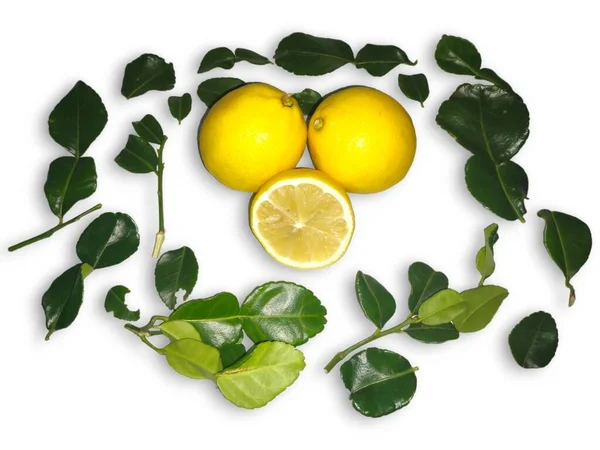 Gelbe Zitronen Zwischen Grünen Blättern Isoliert Auf Weißem Hintergrund lizenzfreie Stockfotos
