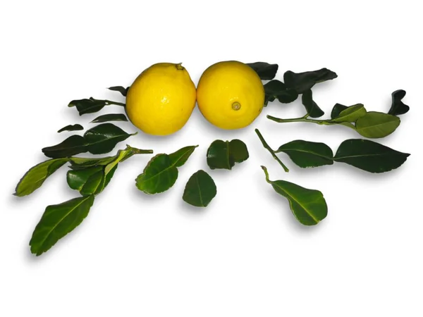 Gelbe Zitronen Zwischen Grünen Blättern Isoliert Auf Weißem Hintergrund lizenzfreie Stockbilder