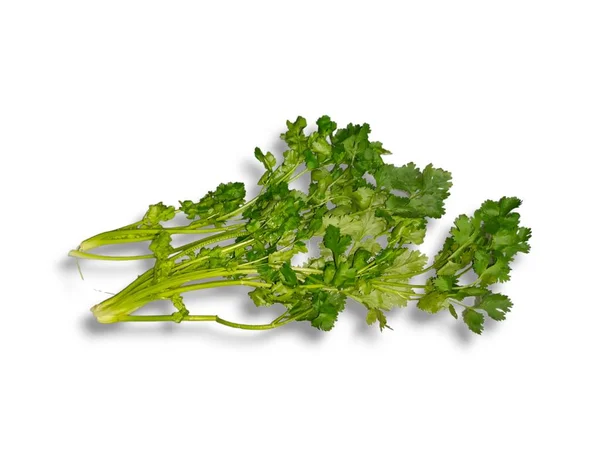 yeşil yaprak maydanoz 