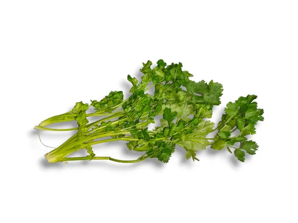 Green Leaves Parsley — Stock Photo, Image