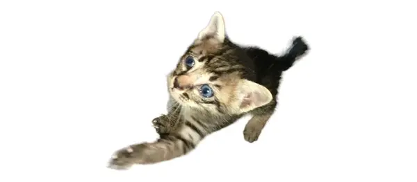 Kediyle oynayan kedi yavrusu, beyaz arka planda izole edilmiş.