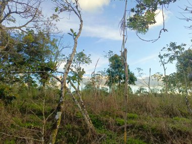 Ormanın güzel manzarası