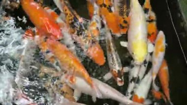 Koi balığı gölde, koi balığı gölde