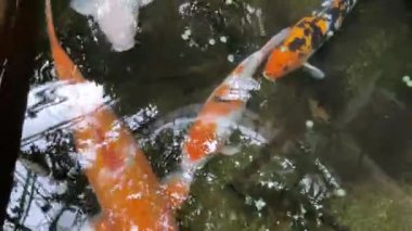 Koi balık suda yüzen