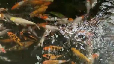 Gölette renkli koi balığı