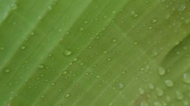 Yeşil yaprağa su damlası