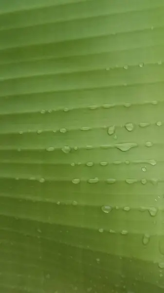 Su damlaları ile yeşil yaprak arkaplan