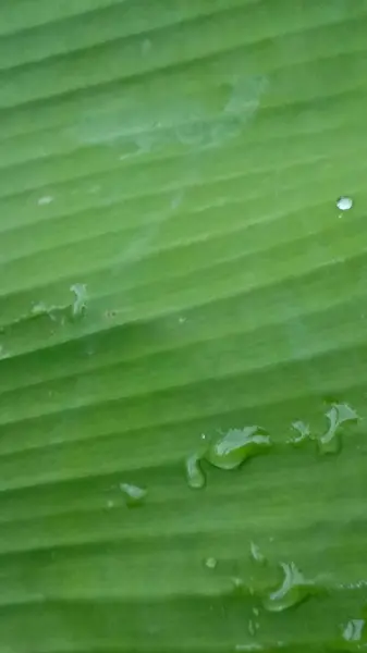 Su damlalı yeşil yaprak