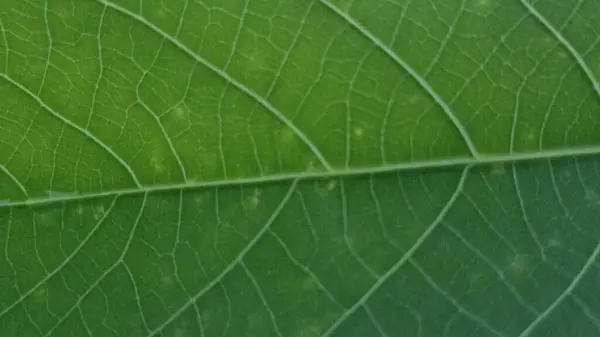 Yeşil yaprak, bitki ve yapraklar.