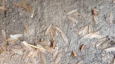 Beyaz ve siyah arkaplanı kapat