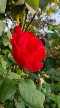 Bahçede kırmızı gül çiçeği