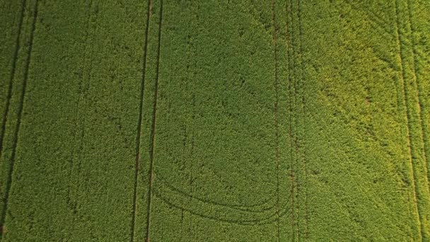 Zielone Pola Uprawy Rolnictwo Nachylenie Górę Drone Aerial Chmury Deszcz — Wideo stockowe