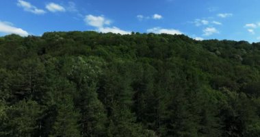 Karışık Orman Hafif Rüzgarı Hareketleri Derin Mavi Gök Küçük Bulutlar Hava Açılış Görüntüsü Sinema Renkleri