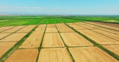 Buğday çiftliği hava yörüngesinde çalışan hasat makinesini peyzaj dronuna yakınlaştır