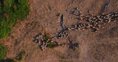 Kuru Arid Dağı Arazisinde Koyun Sürüsünün Sıvı Hareketi Sırbistan Doğu Avrupa İnsansız Hava Aracı Yüksek İrtifa Sahnesi