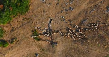 Kırsal Sırbistan 'da Altın Güneş Işıkları Çoban ve Koyun Sürüsü Kırsal Balkanlar' da Uçan İnsansız Hava Artırıyor