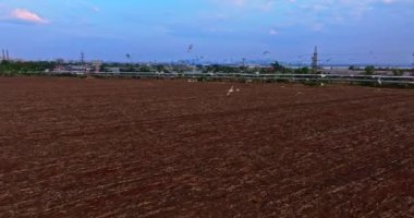 Düzensiz Kuş Göç Hareketi Şafak Şafağı Büyük Karadeniz Kasabası Limanı İHA 'sı