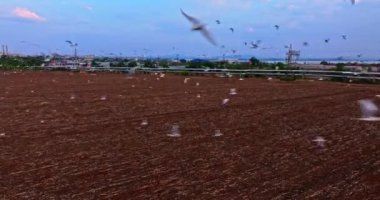 Binlerce göçmen güvercin endüstriyel banliyö insansız hava aracından sıcak ülkelere uçuyor.