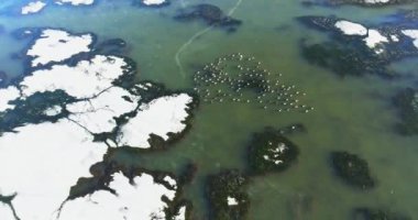 Buz gibi Tundra Algleri 'nde Doğal Kuş Sürüsünün Güzelliği Havadan Yükselen İnsansız Hava Aracı Suyu