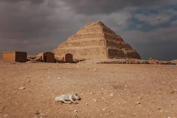 Собака Перед Пирамидой Джосера Саккара Лицензионные Стоковые Изображения