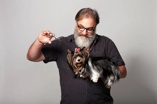 bearded hairdresser for dogs with combs and a terrier on his hands on a gray background in the studio