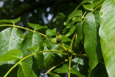 Olgunlaşmamış ceviz ağacının dalında yağmurdan ıslanmış.