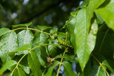 Olgunlaşmamış ceviz ağacının dalında yağmurdan ıslanmış.