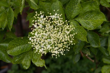 Siyah mürver (Sambucus nigra). İlkbaharda bir dalda böğürtlen kızılcıkları