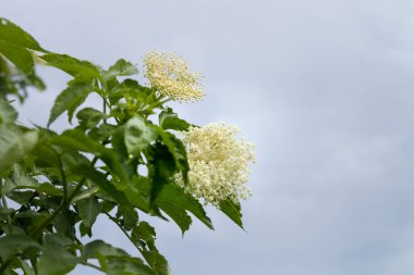 Siyah mürver (Sambucus nigra). İlkbaharda bir dalda böğürtlen kızılcıkları