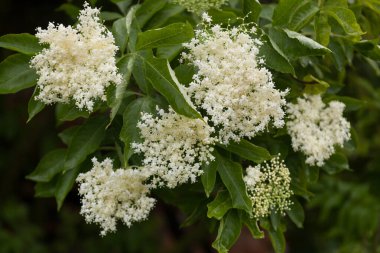 Siyah mürver (Sambucus nigra). İlkbaharda bir dalda böğürtlen kızılcıkları