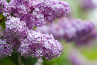 Baharda çiçek açan leylak. Fotoğrafta önplan ve arkaplan Bokeh ve bulanık etkisi.