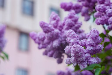 Baharda çiçek açan leylak. Fotoğrafta önplan ve arkaplan Bokeh ve bulanık etkisi.