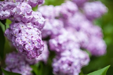 Baharda çiçek açan leylak. Fotoğrafta önplan ve arkaplan Bokeh ve bulanık etkisi.