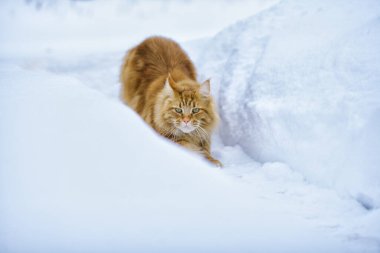 Kızıl kedi ırkı Maine Rakunu kışın yeni yağan karda yürüyor