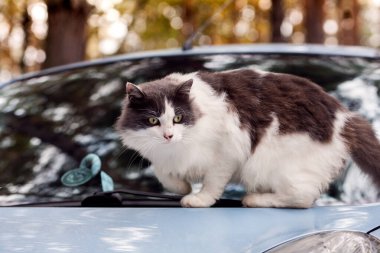 Gri ve beyaz kedi açık havada sonbahar ormanlarında mavi bir arabanın kaputunda