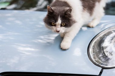 Gri ve beyaz kedi açık havada sonbahar ormanlarında mavi bir arabanın kaputunda