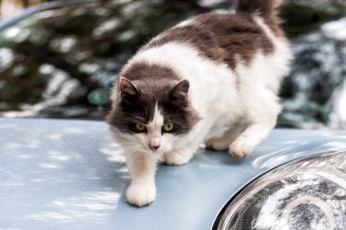 Gri ve beyaz kedi açık havada sonbahar ormanlarında mavi bir arabanın kaputunda