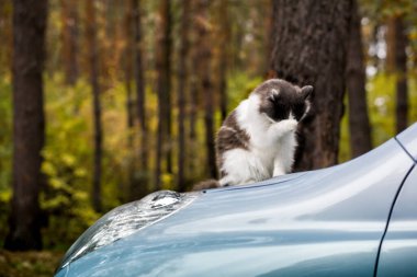 Gri ve beyaz kedi açık havada sonbahar ormanlarında mavi bir arabanın kaputunda