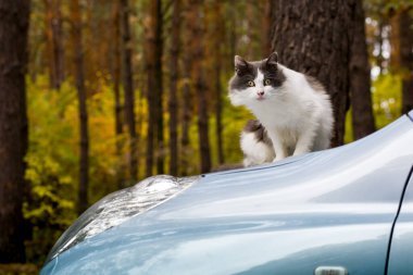 Gri ve beyaz kedi açık havada sonbahar ormanlarında mavi bir arabanın kaputunda