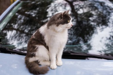 Gri ve beyaz kedi açık havada sonbahar ormanlarında mavi bir arabanın kaputunda