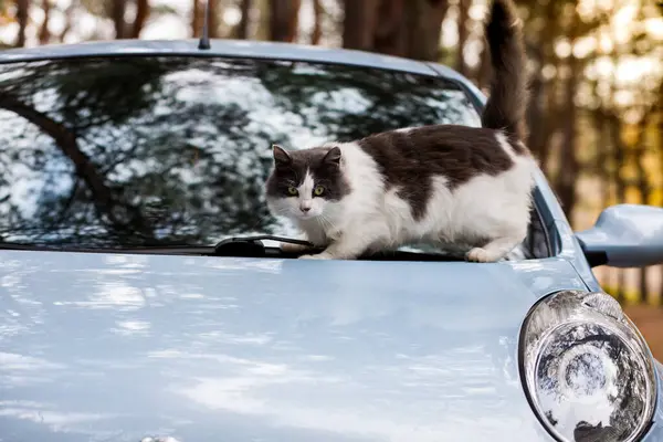 Gri ve beyaz kedi açık havada sonbahar ormanlarında mavi bir arabanın kaputunda