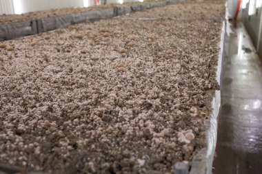 Kahverengi şampiyonlar büyüyen miselyum organik çiftlikte gübreden kabuğa dönüşür. Avrupa 'da gıda endüstrisi.