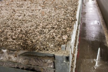 Kahverengi şampiyonlar büyüyen miselyum organik çiftlikte gübreden kabuğa dönüşür. Avrupa 'da gıda endüstrisi.