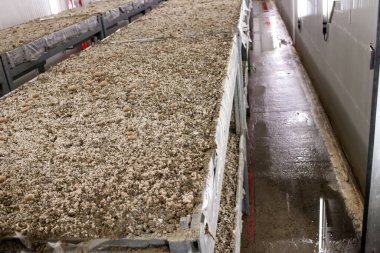 Kahverengi şampiyonlar büyüyen miselyum organik çiftlikte gübreden kabuğa dönüşür. Avrupa 'da gıda endüstrisi.