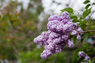 Baharda çiçek açan leylak. Fotoğrafta önplan ve arkaplan Bokeh ve bulanık etkisi.