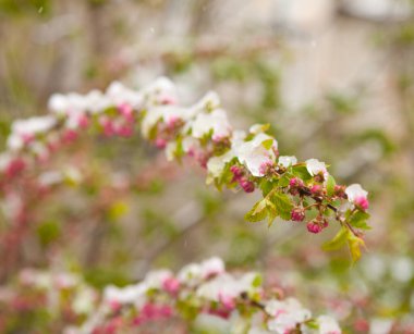 Spring flowers covered with unexpected snow. Frosts in spring in April. clipart