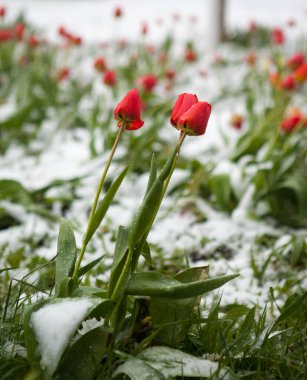Beklenmedik karla kaplı bahar çiçekleri. Nisan 'da ilkbaharda buzlar.